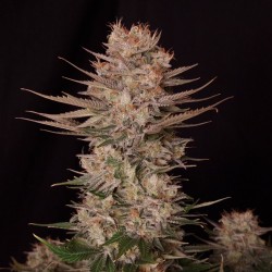 Chronic Fast F1 Regular