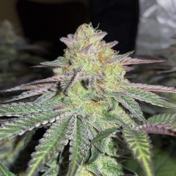Auto Strawberry Banana Feminised